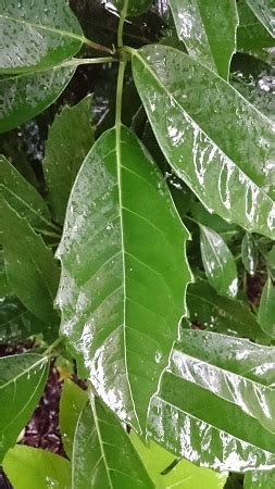 陰生植物 一覧|日陰に強い木（陰樹）特集